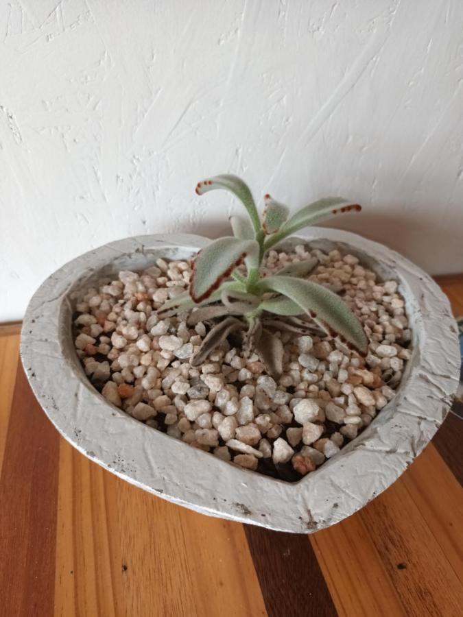Chameleon Lodge كولشستر المظهر الخارجي الصورة